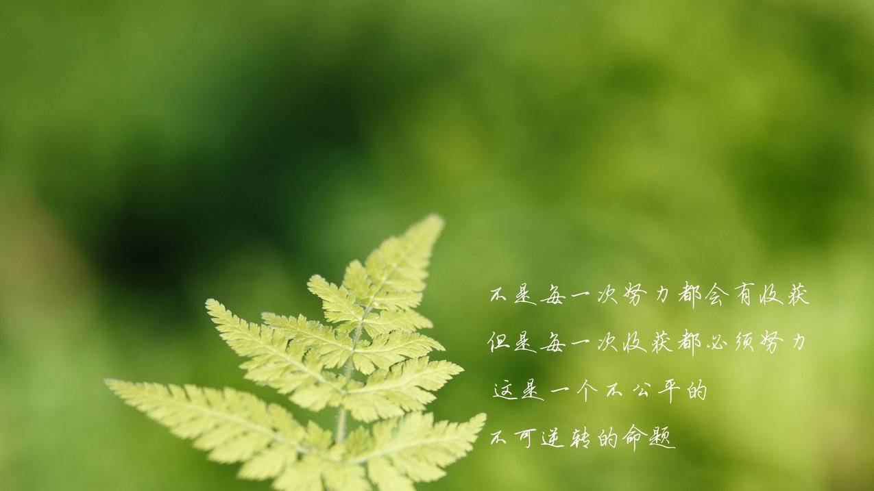网红商城